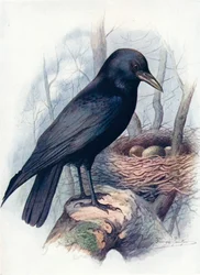 Corvo-cadáver - Corvus corone, c1910, 1910