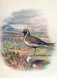 Tarambola-dourada - Charadrius pluvialis, c1910, 1910