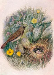 Gafanhoto-toutinegra - Locustella naevia, c1910, 1910
