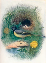 Alvéola-cinzenta - Motacilla melanope, c1910, 1910