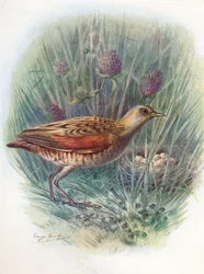 Landrail ou Corncrake - Crex pratensis, c1910, 1910