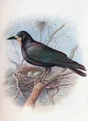 Torre - Corvus frugilegus, c1910, 1910