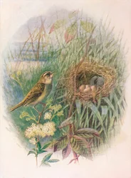 Toutinegra-de-bico-vermelho - Acrocephalus phragmitis, c1910, 1910