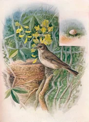 Apanhador-mosca-manchado - Muscicapa grisola, c1910, 1910