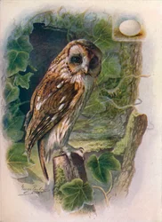 Coruja ocre ou marrom - Syrnium aluco, c1910, 1910