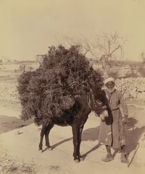 Burro carregando carga de raízes e galhos para combustível, Palestina, c.1900 (foto))