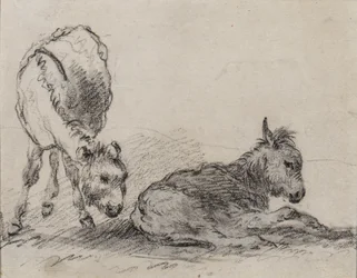 Potros de burro (carvão sobre papel)