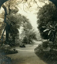 Caminho no Queens Park, Brisbane, Austrália, c1909.
