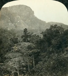 Vegetação tropical no Barron River Gorge, ... Cairns, Queensland, Austrália, c1909.