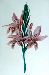 Glaieul Gladioli, século XIX.