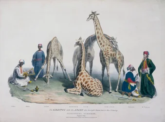 Jardins Zoológicos, Regent