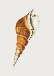 Espiral de Strombus