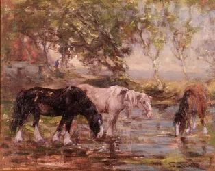 Cavalos em uma Piscina