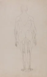 Uma exposição anatómica comparativa da estrutura do corpo humano com a de um tigre e de uma ave comum: Figura humana, vista posterior (Estudo adicional para a Tabela XII)