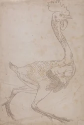 Uma exposição anatómica comparativa da estrutura do corpo humano com a de um tigre e de uma galinha comum: Corpo de galinha, vista lateral (provavelmente preparado para ser transferido para a placa para gravar a figura-chave da Tabela X)
