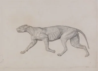 Uma exposição anatómica comparativa da estrutura do corpo humano com a de um tigre e de uma ave comum:  Corpo de Leopardo, Vista Lateral