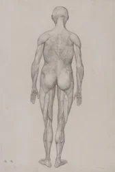 Uma exposição anatómica comparativa da estrutura do corpo humano com a de um tigre e de uma ave comum: Figura humana, vista posterior (quase idêntica ao desenho acabado para o quadro XII)