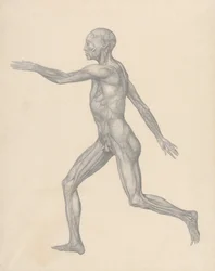 Uma exposição anatómica comparativa da estrutura do corpo humano com a de um tigre e de uma ave comum: Figura humana, vista lateral, após remoção da pele e das camadas fasciais subjacentes (estudo finalizado para a tabela XIII)