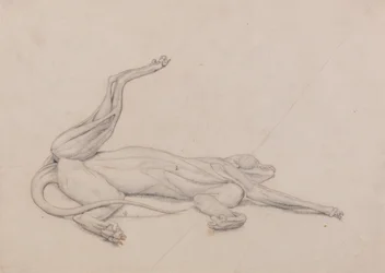 Uma exposição anatómica comparativa da estrutura do corpo humano com a de um tigre e de uma ave comum: Tigre, reclinado, visto ventralmente