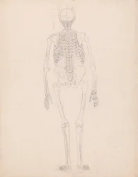 Uma exposição anatómica comparativa da estrutura do corpo humano com a de um tigre e de uma ave comum: Esqueleto Humano, Vista Posterior