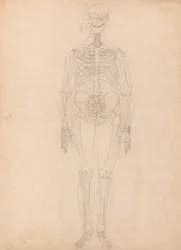 Uma exposição anatómica comparativa da estrutura do corpo humano com a de um tigre e de uma ave comum: Esqueleto humano, vista anterior