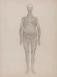 Uma exposição anatómica comparativa da estrutura do corpo humano com a de um tigre e de uma ave comum: Figura humana, vista anterior (destinada a uma placa que nunca foi publicada)