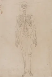 Uma exposição anatómica comparativa da estrutura do corpo humano com a de um tigre e de uma ave comum: Esqueleto humano, vista anterior