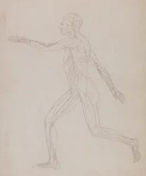 Uma exposição anatómica comparativa da estrutura do corpo humano com a de um tigre e de uma ave comum: Figura humana, vista lateral (relacionada com o Quadro XIII, estudo pormenorizado dos vasos sanguíneos que irrigam os músculos)