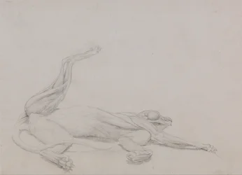 Uma exposição anatómica comparativa da estrutura do corpo humano com a de um tigre e de uma ave comum:  Corpo de tigre, reclinado, visto ventralmente