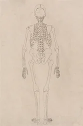Uma exposição anatómica comparativa da estrutura do corpo humano com a de um tigre e de uma ave comum: Esqueleto Humano, Vista Posterior (Relacionado com a Tabela II)