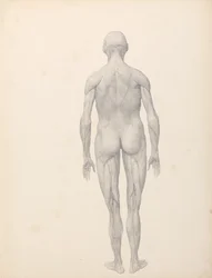 Uma exposição anatómica comparativa da estrutura do corpo humano com a de um tigre e de uma ave comum:  Figura Humana, Vista Posterior, Parcialmente Dissecada (Estudo Finalizado para a Tabela XII)