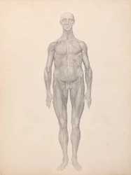 Uma exposição anatómica comparativa da estrutura do corpo humano com a de um tigre e de uma ave comum: Figura Humana, Vista Anterior, Pele e Camadas Fasciais Subjacentes Removidas (Estudo Finalizado para a Tabela XI)