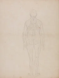 Uma exposição anatómica comparativa da estrutura do corpo humano com a de um tigre e de uma ave comum: Figura Humana, Vista Posterior