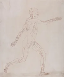 Uma exposição anatómica comparativa da estrutura do corpo humano com a de um tigre e de uma ave comum: Figura humana, vista lateral (Preparada para transferência para a placa do índice do quadro XIII)
