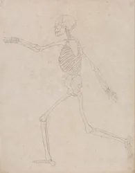 Uma exposição anatómica comparativa da estrutura do corpo humano com a de um tigre e de uma ave comum: Esqueleto Humano, Vista Lateral (Pode ter sido inicialmente preparado para ser utilizado como índice do Quadro III, mas foi posteriormente abandonado)