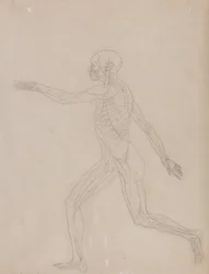 Uma exposição anatómica comparativa da estrutura do corpo humano com a de um tigre e de uma ave comum: Figura Humana, Vista Lateral