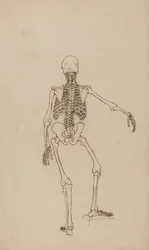 Uma exposição anatómica comparativa da estrutura do corpo humano com a de um tigre e de uma ave comum: Esqueleto Humano, Vista Posterior