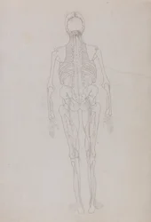 Uma exposição anatómica comparativa da estrutura do corpo humano com a de um tigre e de uma ave comum: Figura Humana, Vista Posterior (Desenho esquemático de um índice mostrando a fase final da dissecação)