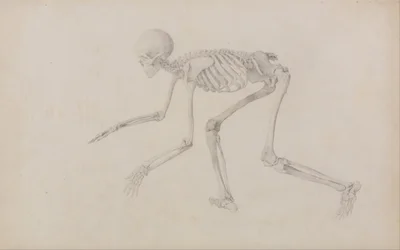 Uma exposição anatómica comparativa da estrutura do corpo humano com a de um tigre e de uma ave comum: Esqueleto Humano, Vista Lateral (em Postura Rastejante; estudo finalizado para uma tabela não publicada)