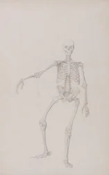 Uma exposição anatómica comparativa da estrutura do corpo humano com a de um tigre e de uma ave comum: Esqueleto humano, vista anterior (braço direito estendido; estudo finalizado para uma tabela não publicada)