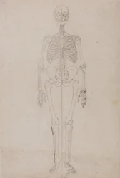 Uma exposição anatómica comparativa da estrutura do corpo humano com a de um tigre e de uma ave comum:  Esqueleto Humano, Vista Anterior (Estudo final)