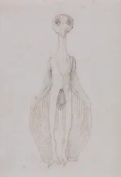 Uma exposição anatómica comparativa da estrutura do corpo humano com a de um tigre e de uma ave comum:  Coruja em pé, vista anterior