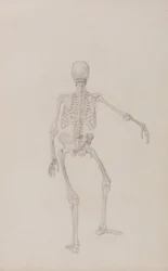 Uma exposição anatómica comparativa da estrutura do corpo humano com a de um tigre e de uma ave comum: Esqueleto humano, vista posterior (braço direito estendido; estudo finalizado para uma tabela não publicada)