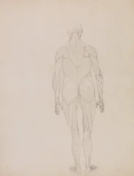 Uma exposição anatómica comparativa da estrutura do corpo humano com a de um tigre e de uma ave comum: Figura humana, vista posterior (Desenho esquemático para o índice do quadro XII)