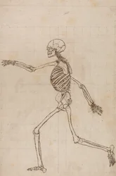 Uma exposição anatómica comparativa da estrutura do corpo humano com a de um tigre e de uma ave comum: Esqueleto Humano, Vista Lateral
