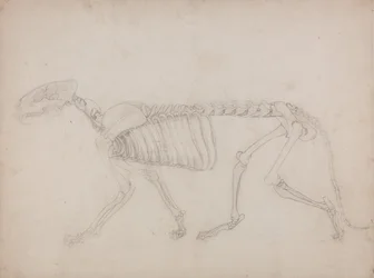Uma exposição anatómica comparativa da estrutura do corpo humano com a de um tigre e de uma ave comum: Esqueleto de Tigre, Vista Lateral