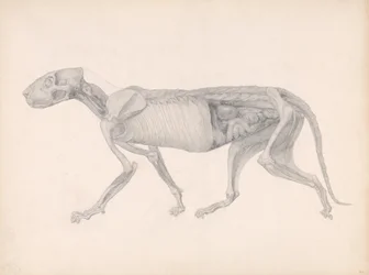 Uma exposição anatômica comparativa da estrutura do corpo humano com a de um tigre e uma ave comum: Tiger Body, Lateral View, 1795-1806 (grafite sobre papel)