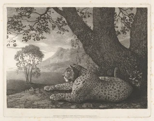 Um tigre (um leopardo deitado junto a uma árvore)
