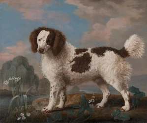 Norfolk castanho e branco ou Water Spaniel