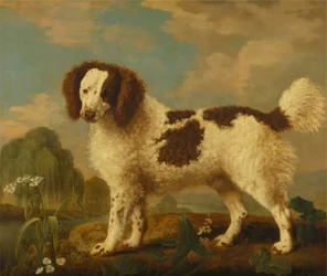 Norfolk ou Water Spaniel castanho e branco